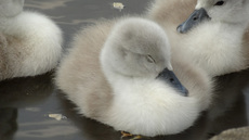 Schwanenküken (5).jpg